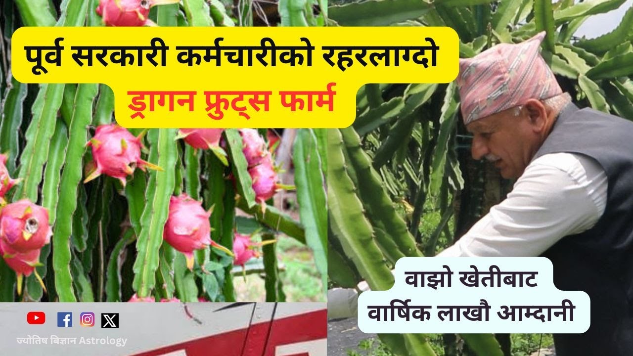 ड्रागन फ्रुट्स  लगाएर लाखौ आम्दानी । घरमा यसरी रहेछ लगाउने । nepal  bigest dragon fruit  farm |