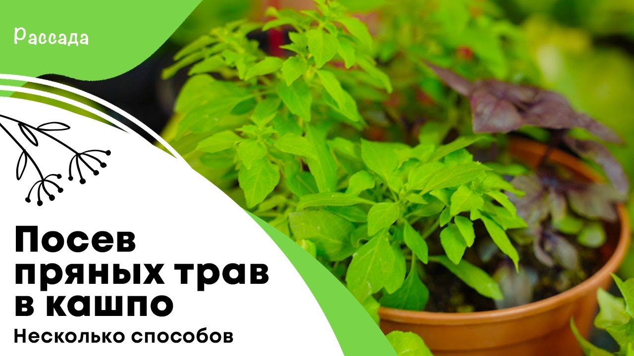 Посев пряных трав базилика, мелиссы, японской периллы