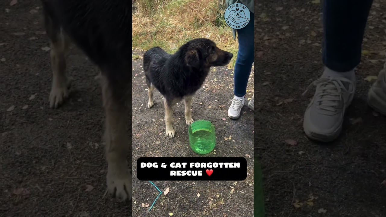 Local people asked us to rescue and take care of him. #dog #rescue #balidog #rescuedog #dogrescue