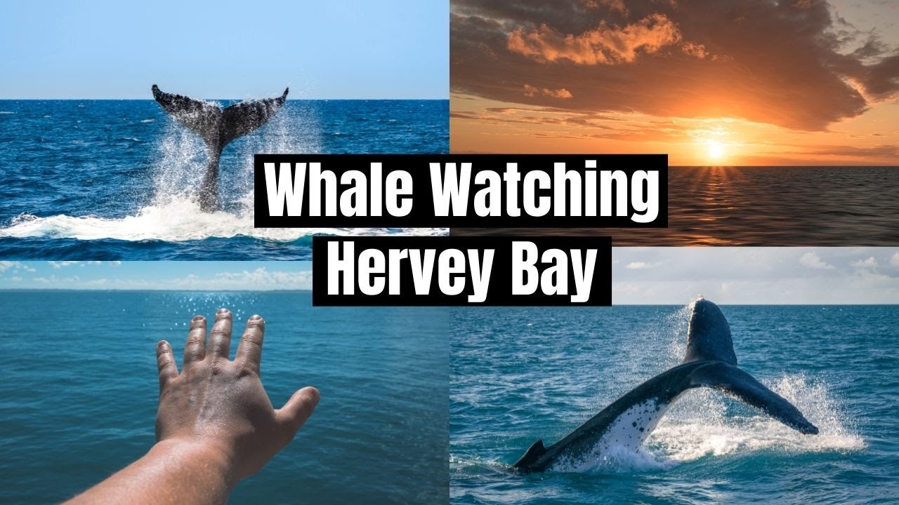 Epic Whale Watching & Sunset Cruise // Hervey Bay, QLD