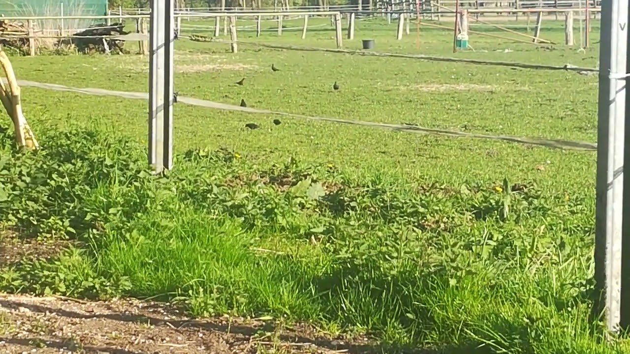 20.04.2022 18:29 Mysteriöse Sperlinge auf den Pferdewiesen