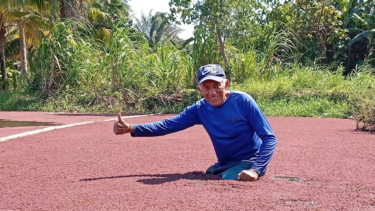 Azolla anabaena. Cultivo, usos y beneficios