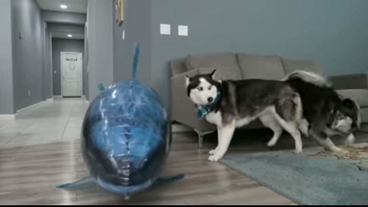 Husky prank by floating shark