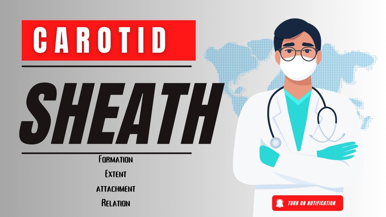Carotid Sheath| Formation | Extent | Relations | Head and Neck