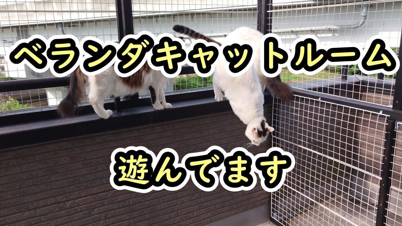 ベランダキャットルーム（猫用ベランダ）で遊んでいます