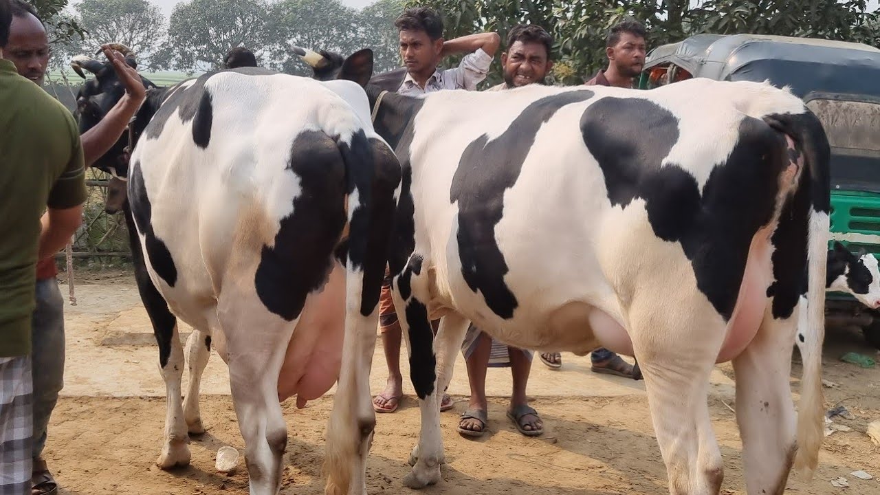 @আজ ১৭ ফেব্রুয়ারী ২৬ | বাচ্চাসহ ফ্রিজিয়ান গাভী গরুর দাম | রানীগঞ্জ হাট | দিনাজপুর 