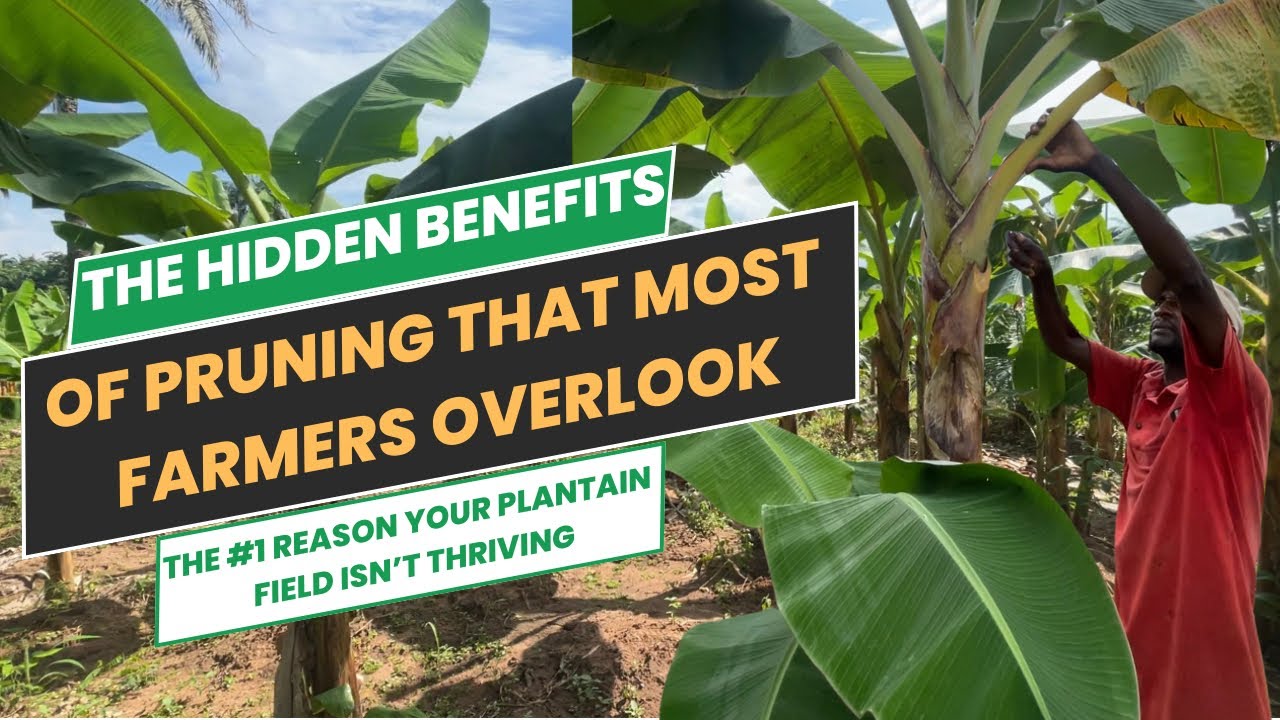 PRUNE OR PERISH: SKIPPING STEPS COULD DESTROY YOUR HARVEST/ #1 REASON YOUR PLANTAIN ISN’T THRIVING/