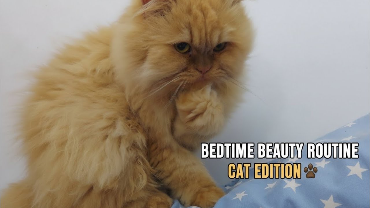This Cat’s Bedtime Beauty Routine Is Too Cute 😻🐾 | Fluffy Persian Cat