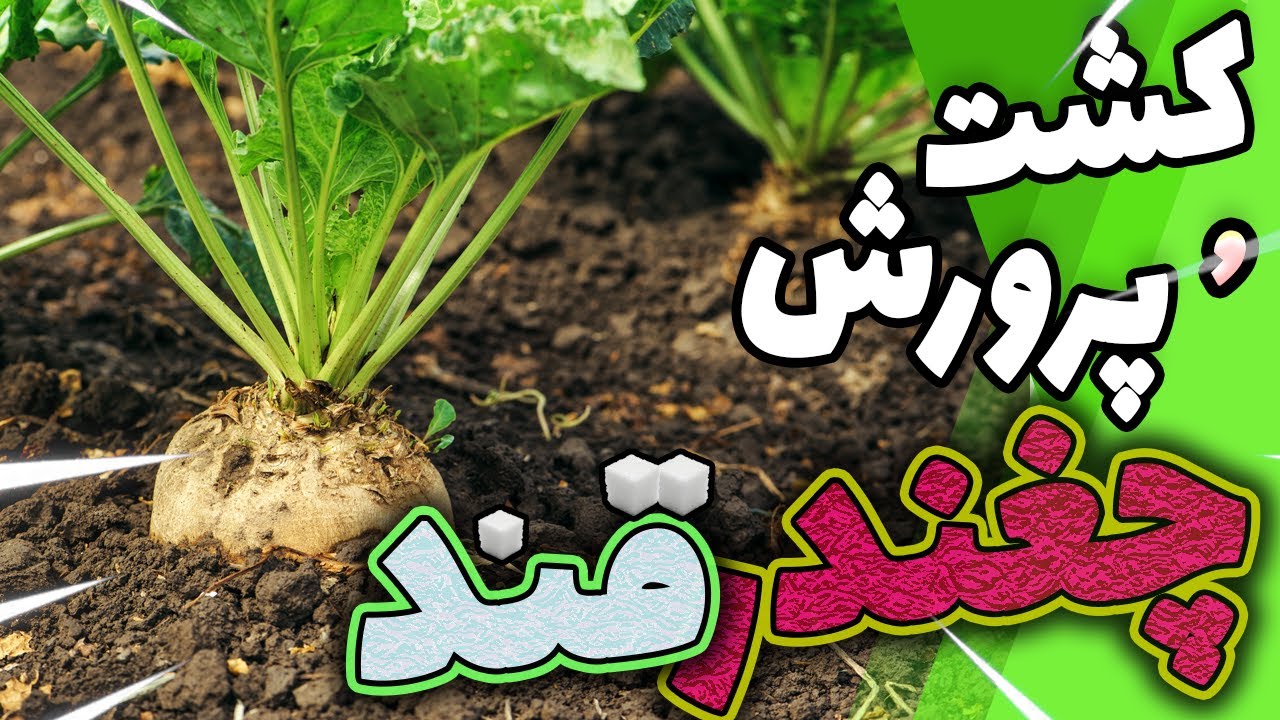همه چیز درباره کاشت چغندر قند✅چگونه چغندر قند بکاریم