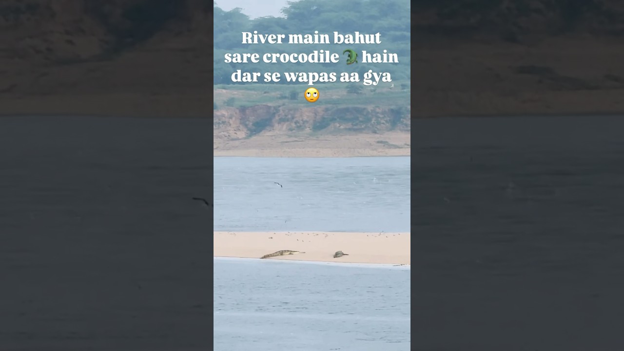 Crocodile 🐊 