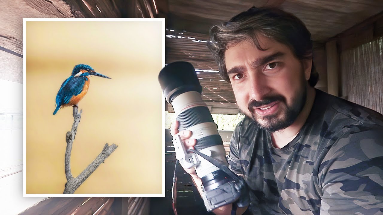 Martin Pescatore sul Lago Trasimeno - WILDLIFE PHOTOGRAPHY - Feels Hunter