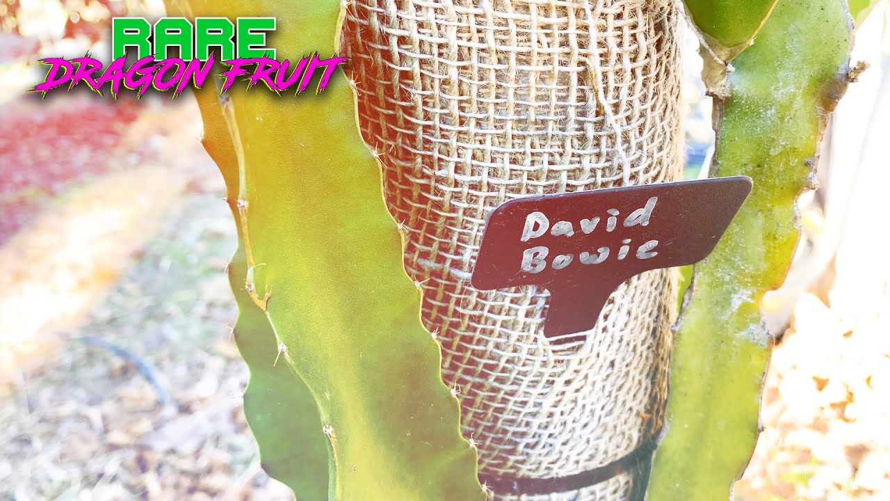 FAST GROWING DRAGON FRUIT VARIETIES ( Bruni, Dark Star, Cosmic Charlie, Palora, Columbiana, Hana  )