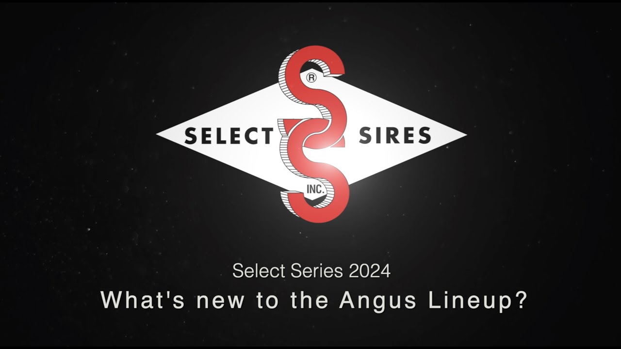 The 2024 Select Series: New Angus Sires