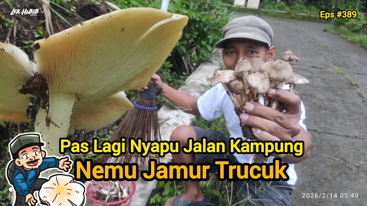 Rezeki Nomplok Tukang Sapu Nemu Jamur Trucuk Pinggir Jalan | Eps #389