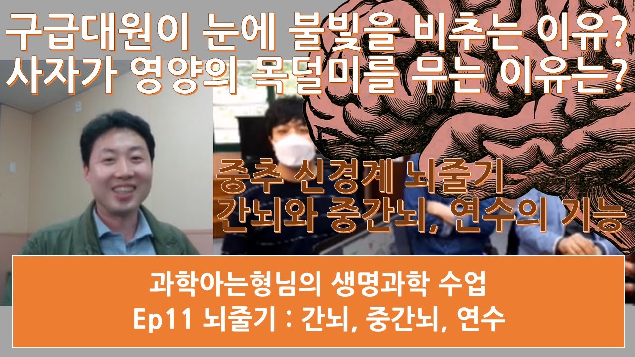 간뇌, 중간뇌, 연수