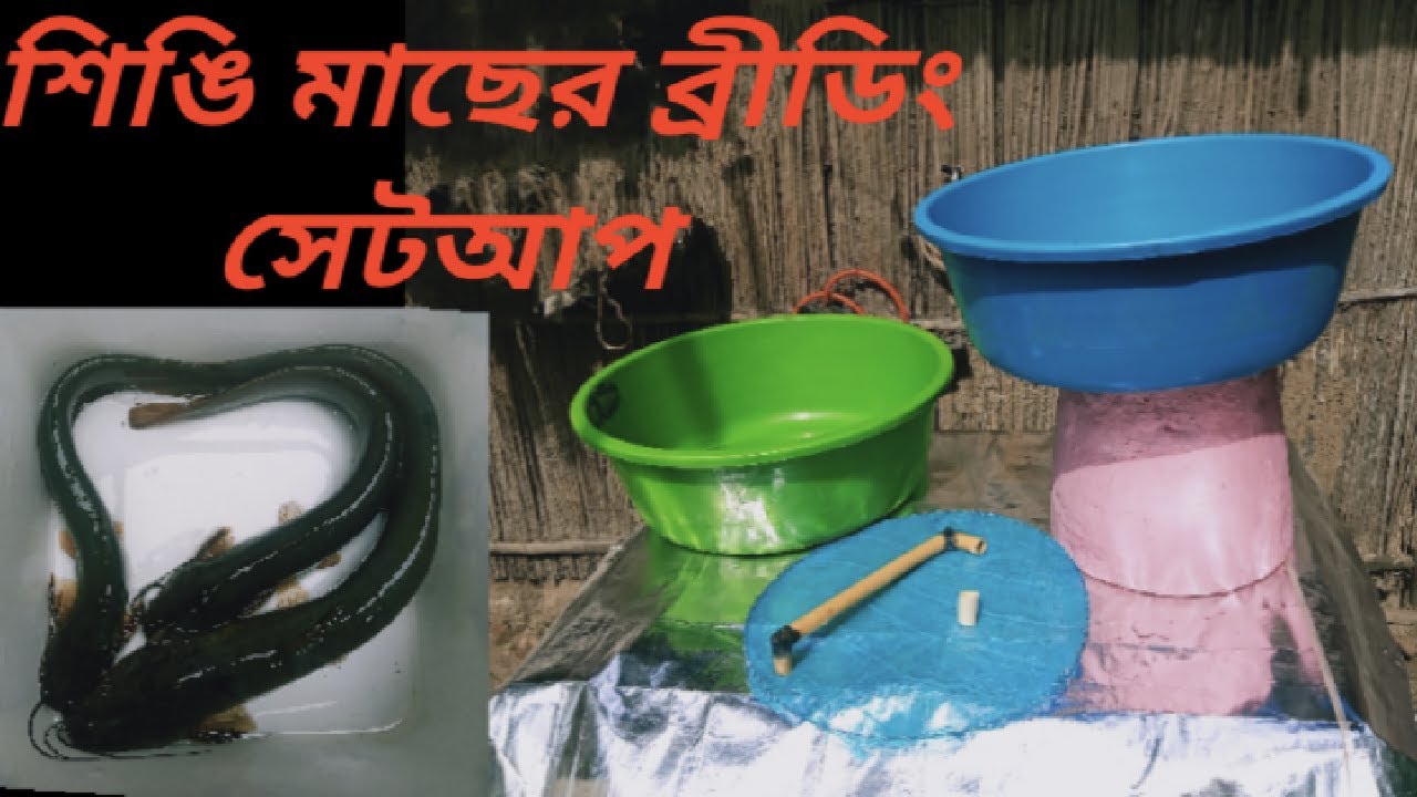 শিঙি মাছের ব্রিডিং সেটআপ খরচ মাত্র 200 টাকা / Very Simple And Low Cost Hatching Setup