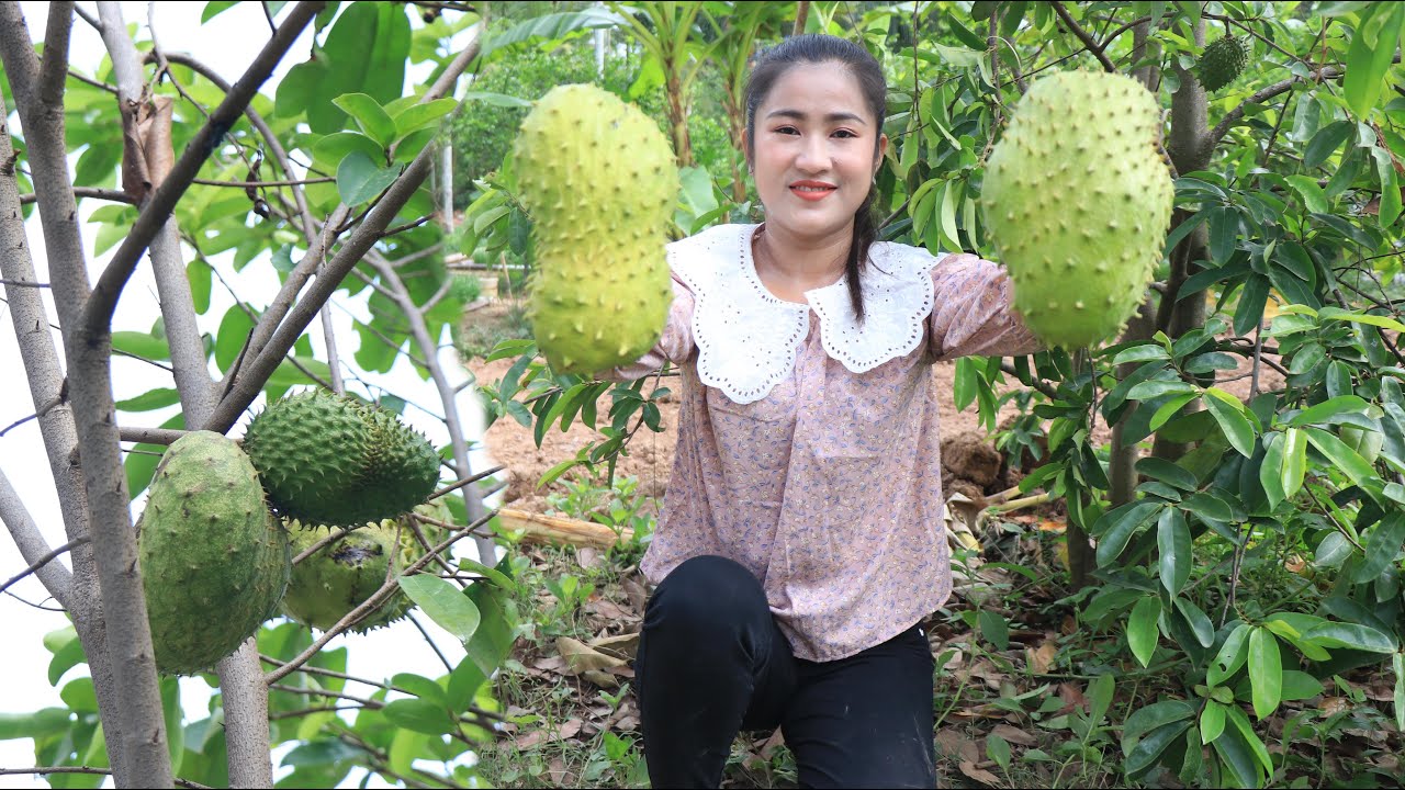 Pick soursop fruit for my recipes / Crispy soursop and soursop juice recipes / Cooking with Sreypov