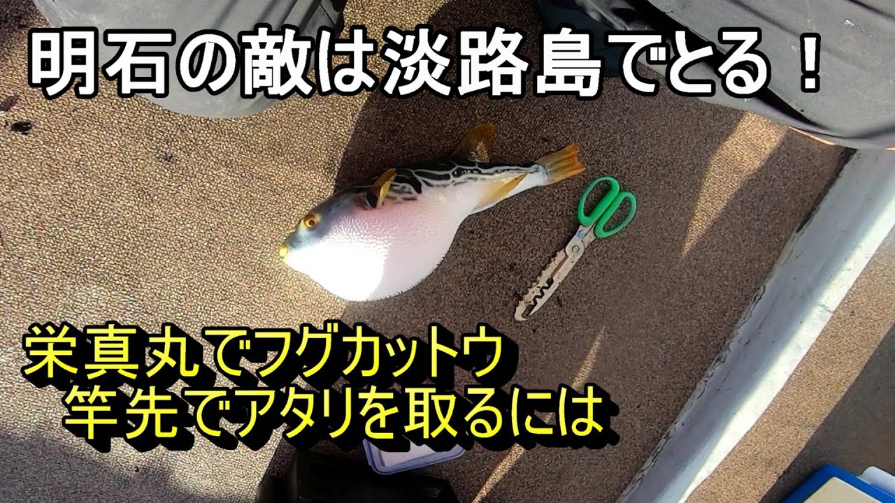 前回のカットウフグのリベンジを淡路島栄真丸で果たす