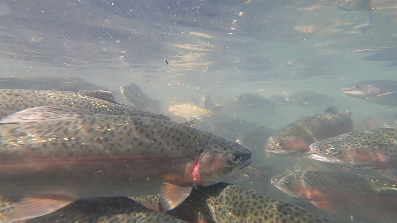 Drought at Bibury Trout Farm - BBC Points West - 18th October 2022