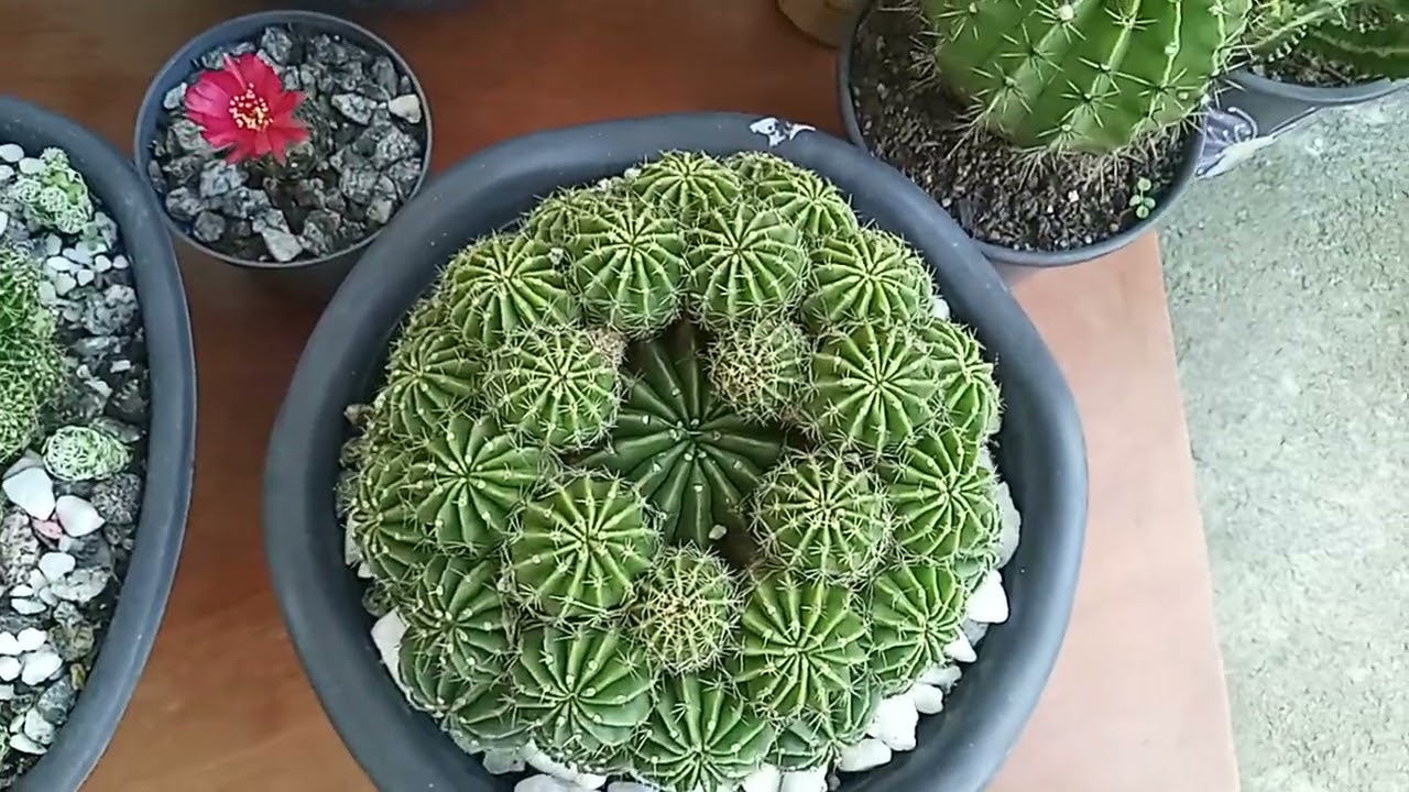 colônia de cactos Echinopses, ou mãe de mil.