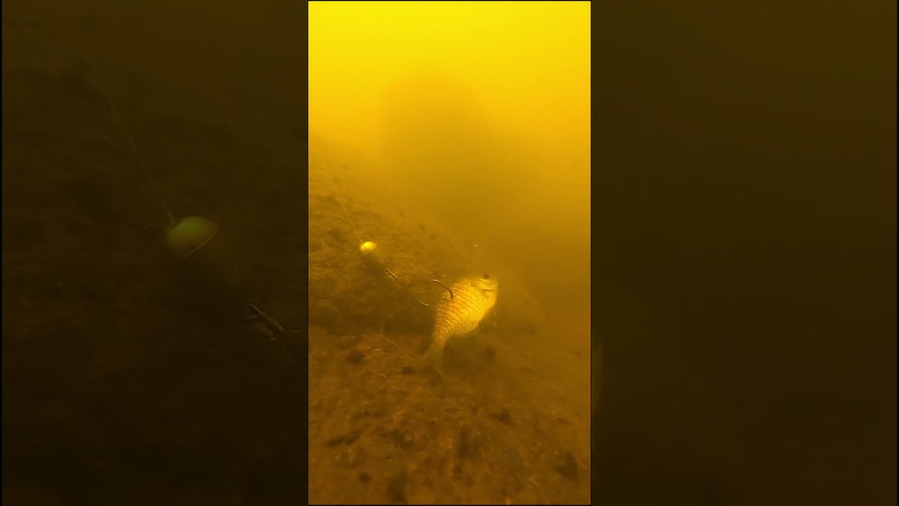 When Fishing Live Bait We Like To Hook Them Through The Back & Tail: FATKAT Best River Catfish Rigs!