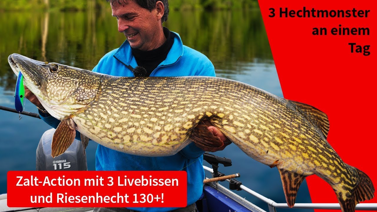 Monsterhecht 130+! 3 auf einen Schlag mit Zalt und Livebiss