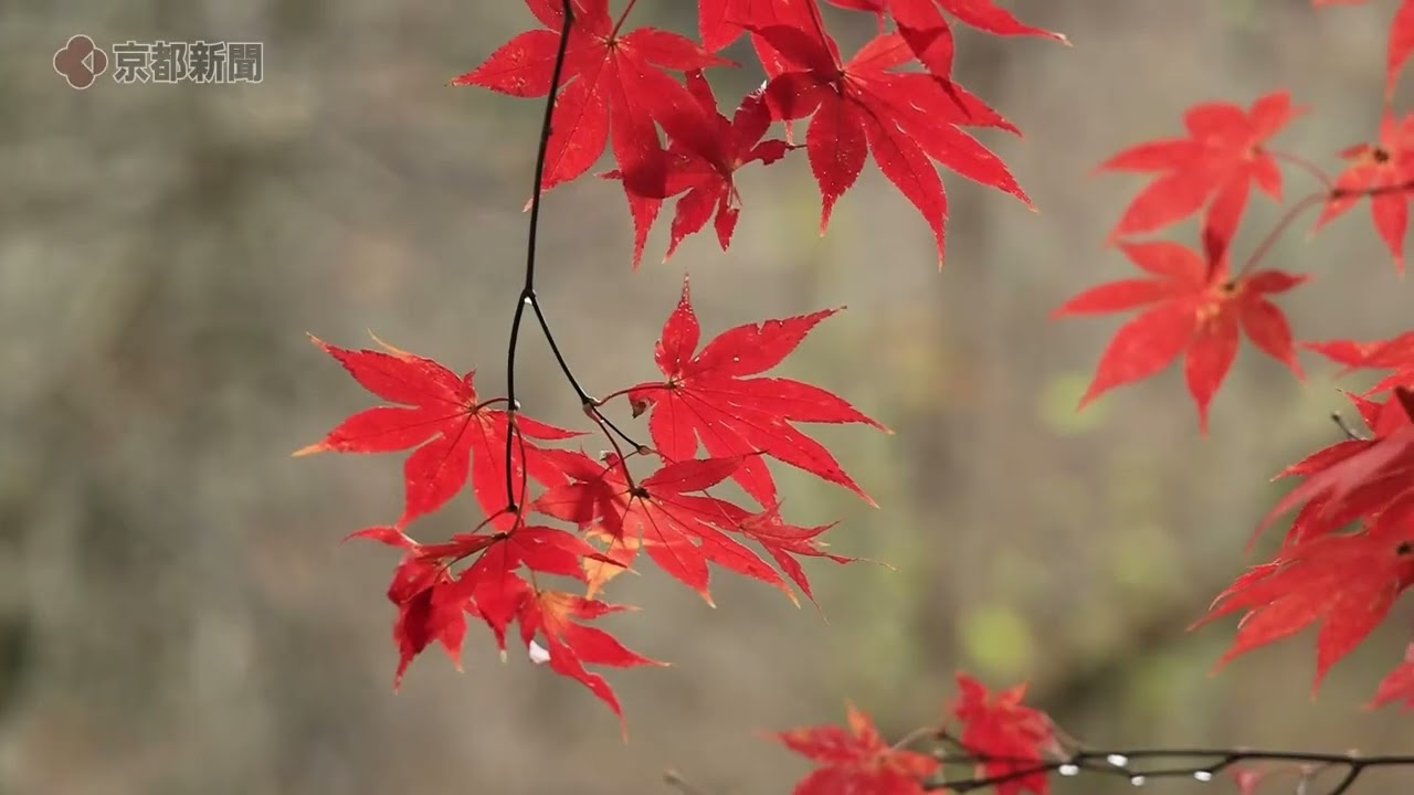 【京都の紅葉】京都大学芦生研究林の紅葉（2023年11月10日　京都府南丹市美山町）　Autumn leaves at Kyoto University Ashio Research Forest