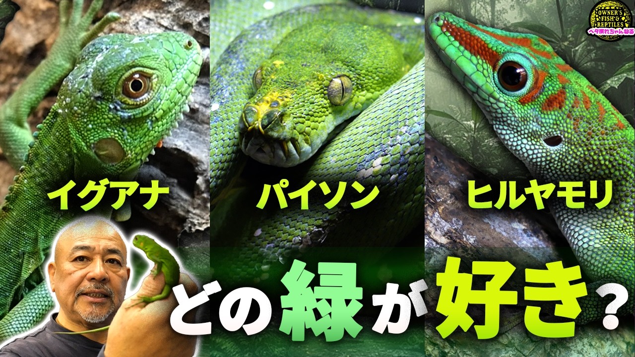 店にいる緑の爬虫類たちを紹介します