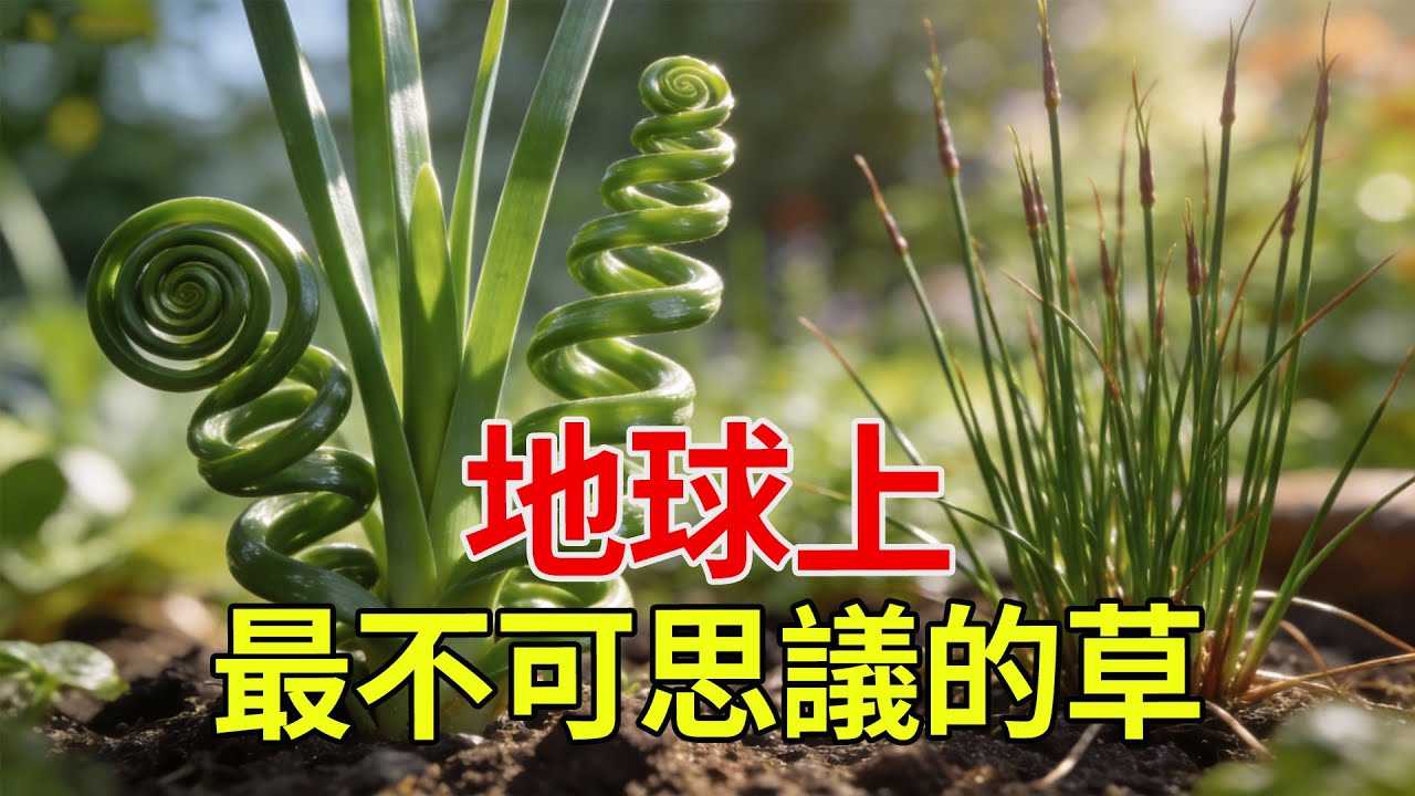 植物成精了？盤點十種最逆天的神奇小草：會跳舞、會打架，甚至還能獵殺哺乳動物！#神奇植物#大自然奇觀#世界之最#科普#捕食性植物#植物冷知識#自然解密