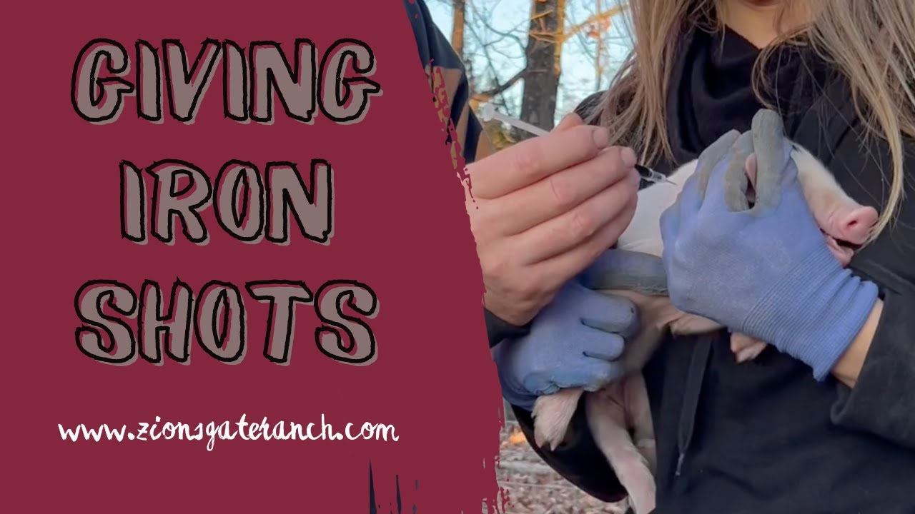 How to Give Iron Shots to Piglets!