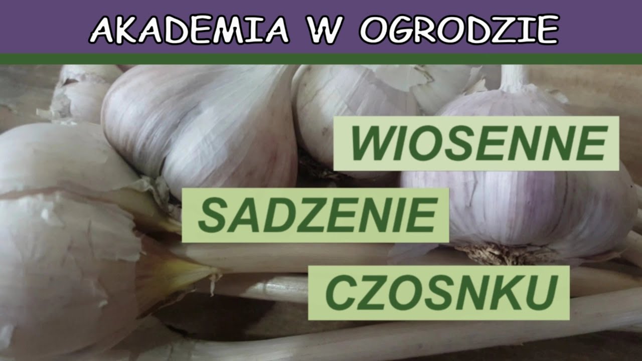 🍀 Wiosenne sadzenie czosnku. Najlepszy termin sadzenia i wymagania czosnku.