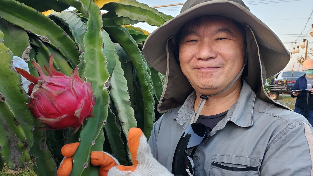 《嘉義縣六腳鄉/陳信智》光合菌使用於紅龍果園/抗逆境實記