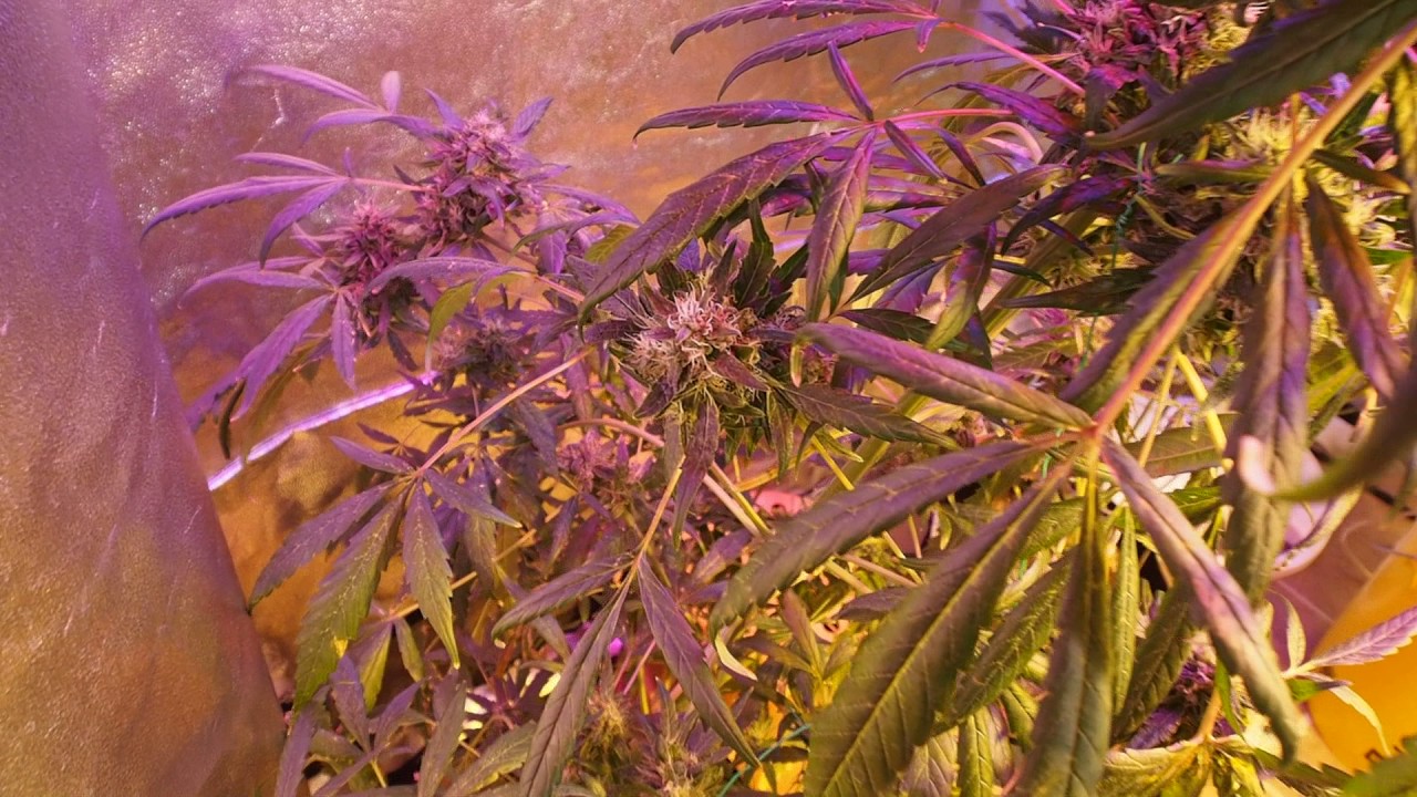 Auto Great White Shark FAIL