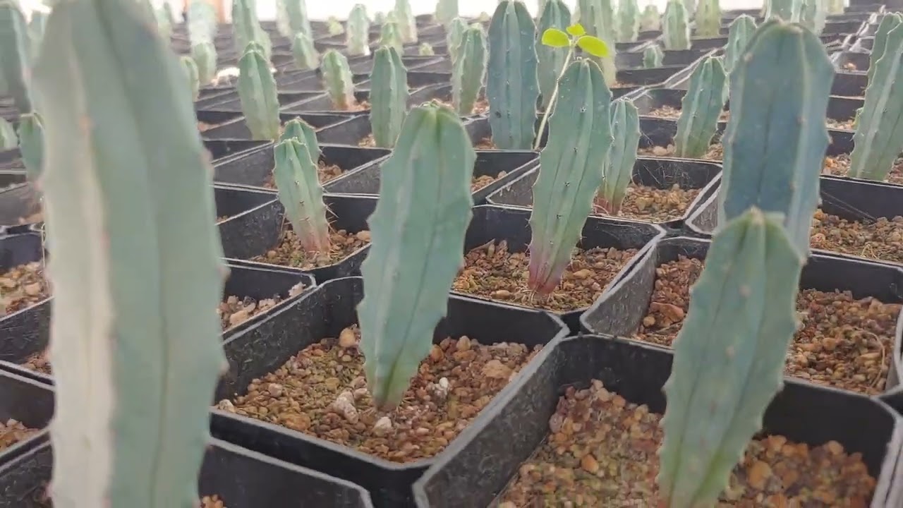 Reproducción de Garambullo apartir de semilla (Myrtillocactus geometrizans)