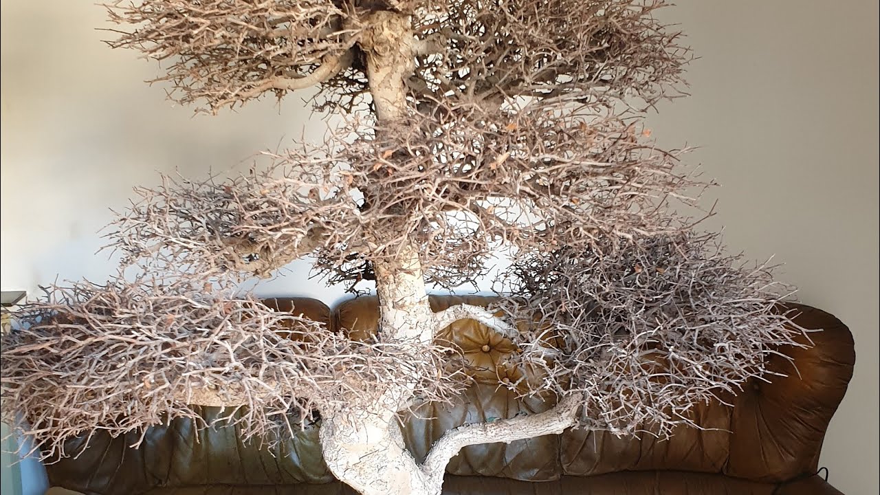 Potatura invernale bonsai di olmo cinese/zelkova nire