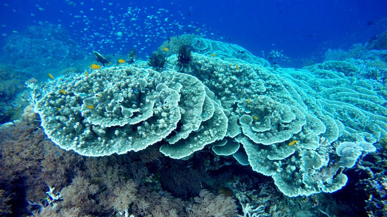 Snorkeling North Sulawesi. Pulau Siladen. Indonesia. June 2017