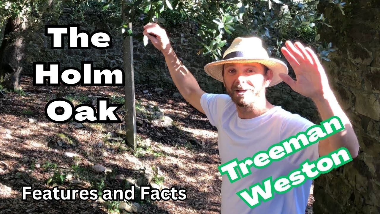 Holm Oak (Quercus ilex) Identification and Facts