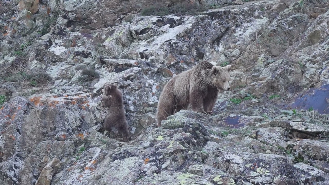 Little Paws, Big Adventures – The Journey of a Brown Bear and Cub 🐻❤️