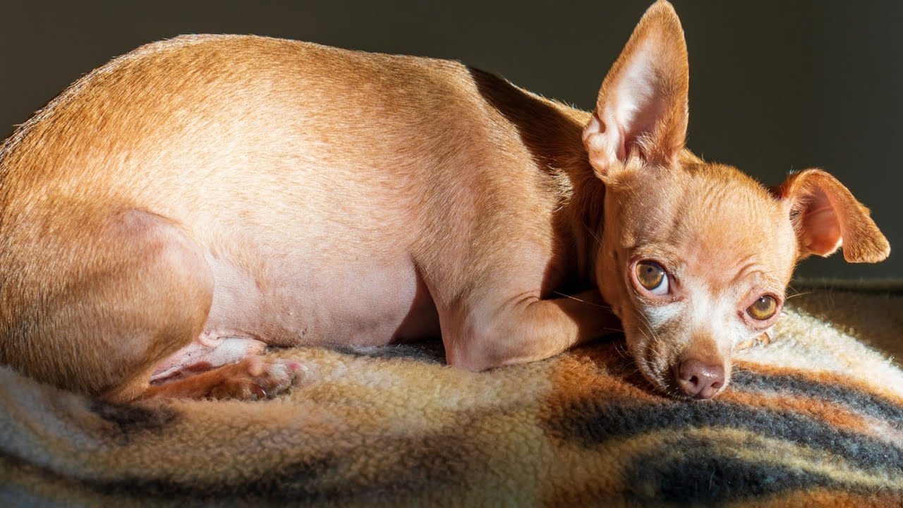 My Chihuahua Dog Suffers from PTSD After Physical Abuse.  This is How I Calm Him When He's Scared.