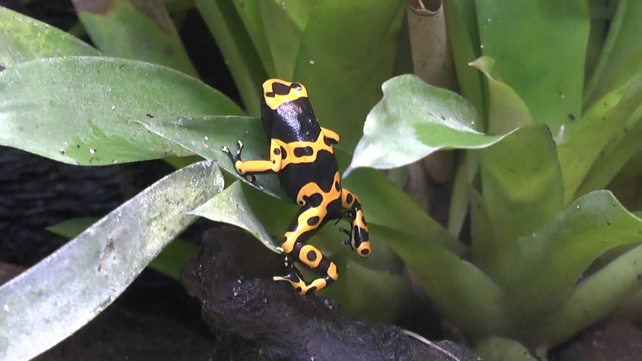 Dendrobates leucomelas Frosch im Schlafanzug :D Tiergesch&auml;ft in Paderborn.