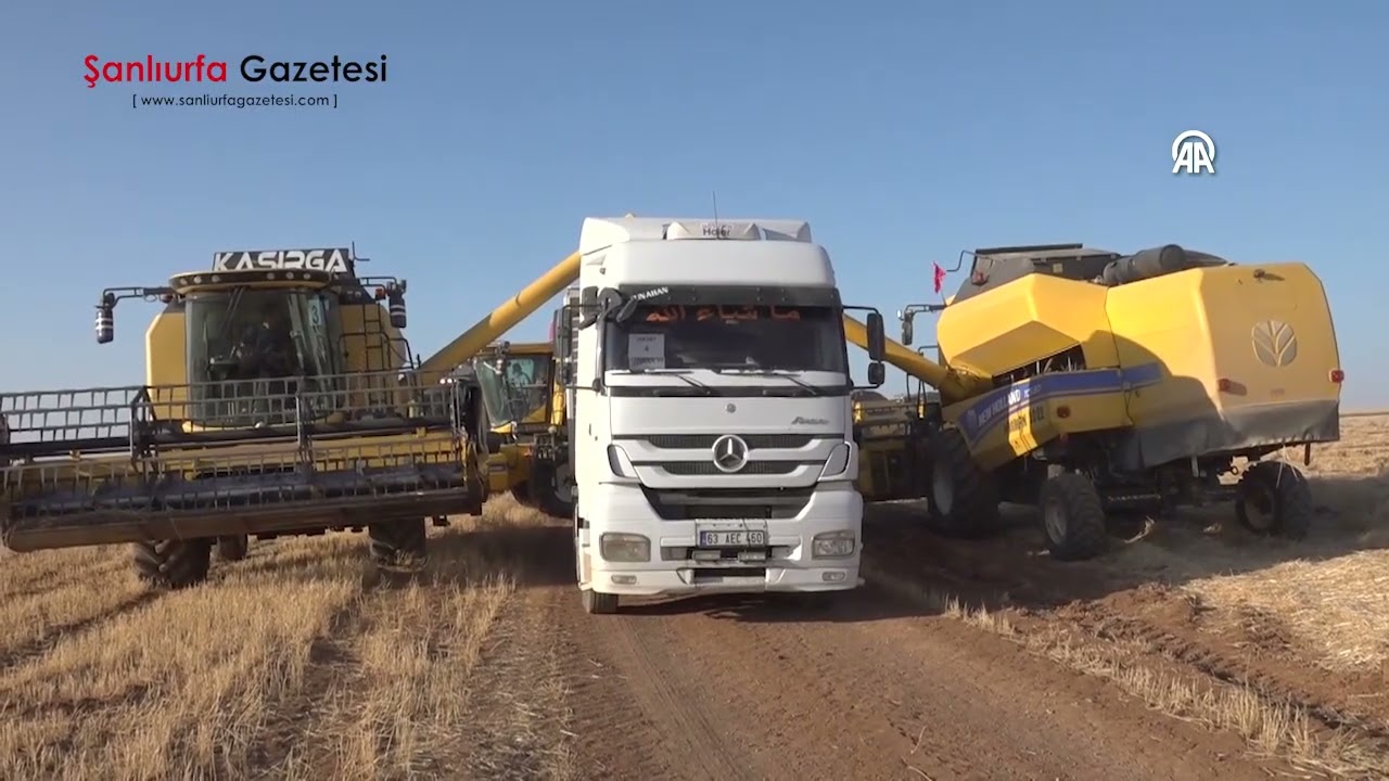 Şanlıurfa Ceylanpınar’da 200 Bin Ton Buğday Hasadı Başladı