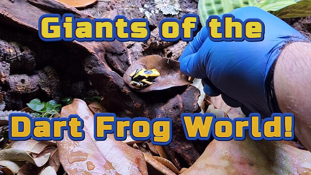 Giants of the Dart Frog World!