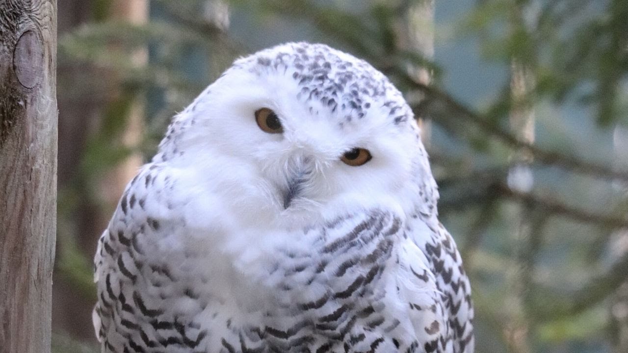 VINS Raptor Enclosure Tour