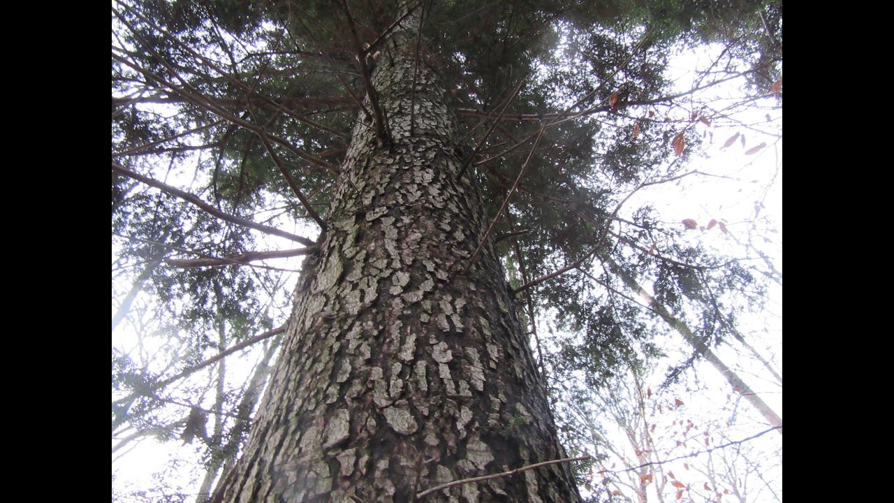 Ein EIBEN-Hain im Wald! Magischer Baum als TOR IN DIE TRAUMZEIT?