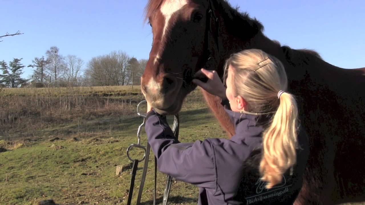 Horse Riders High: Measure the horse mouth with a Bit Fit