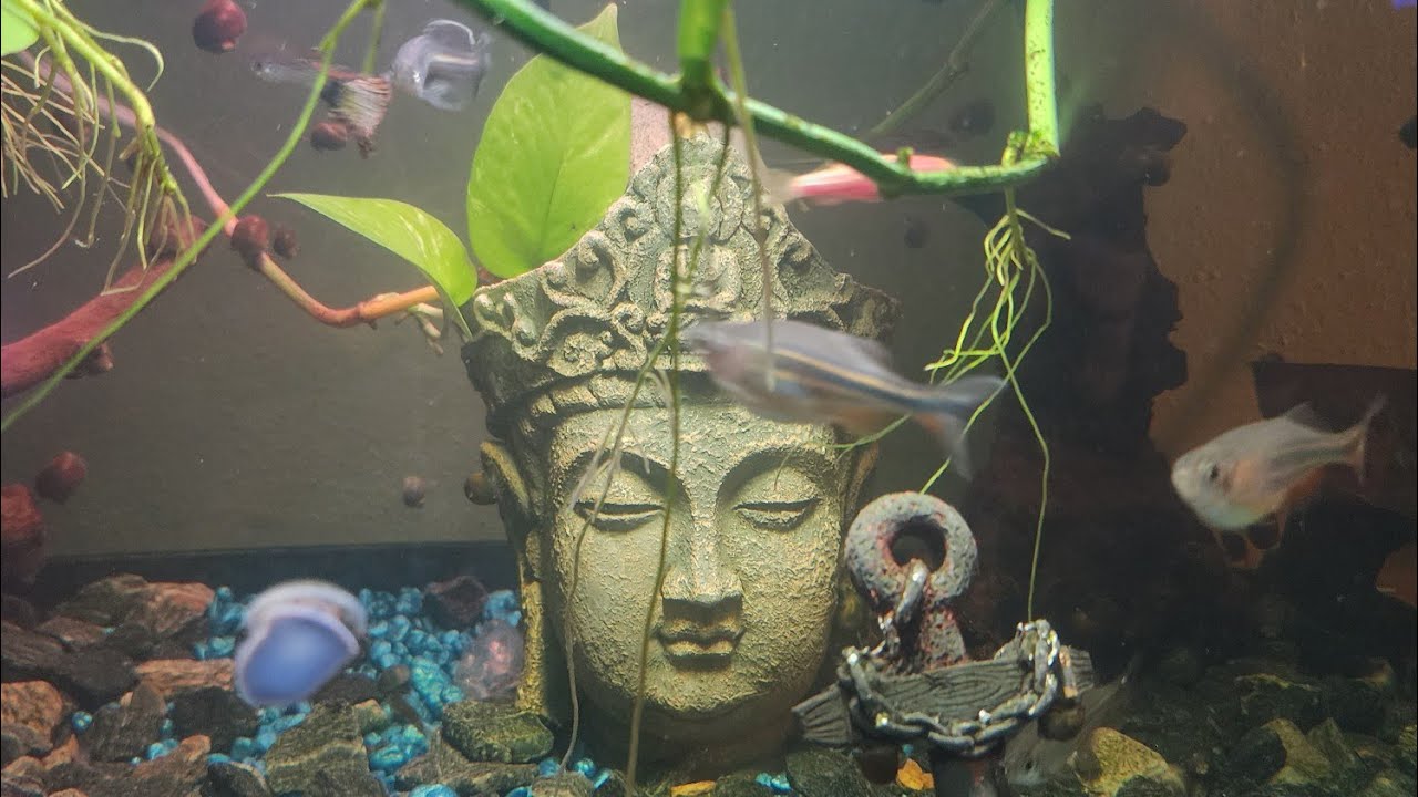 Fish tanks galore! 🐟 🐠 All of our tanks! #fishtank #bettafish 