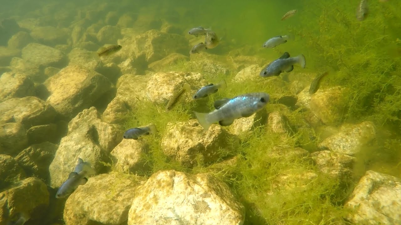 Rio Sonoyta Pupfish