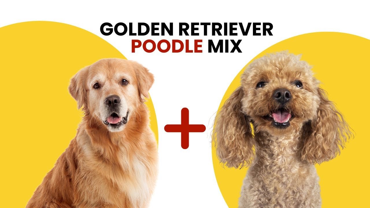 Golden Retriever Poodle Mix AKA Goldendoodle: Traits, Care, and More!