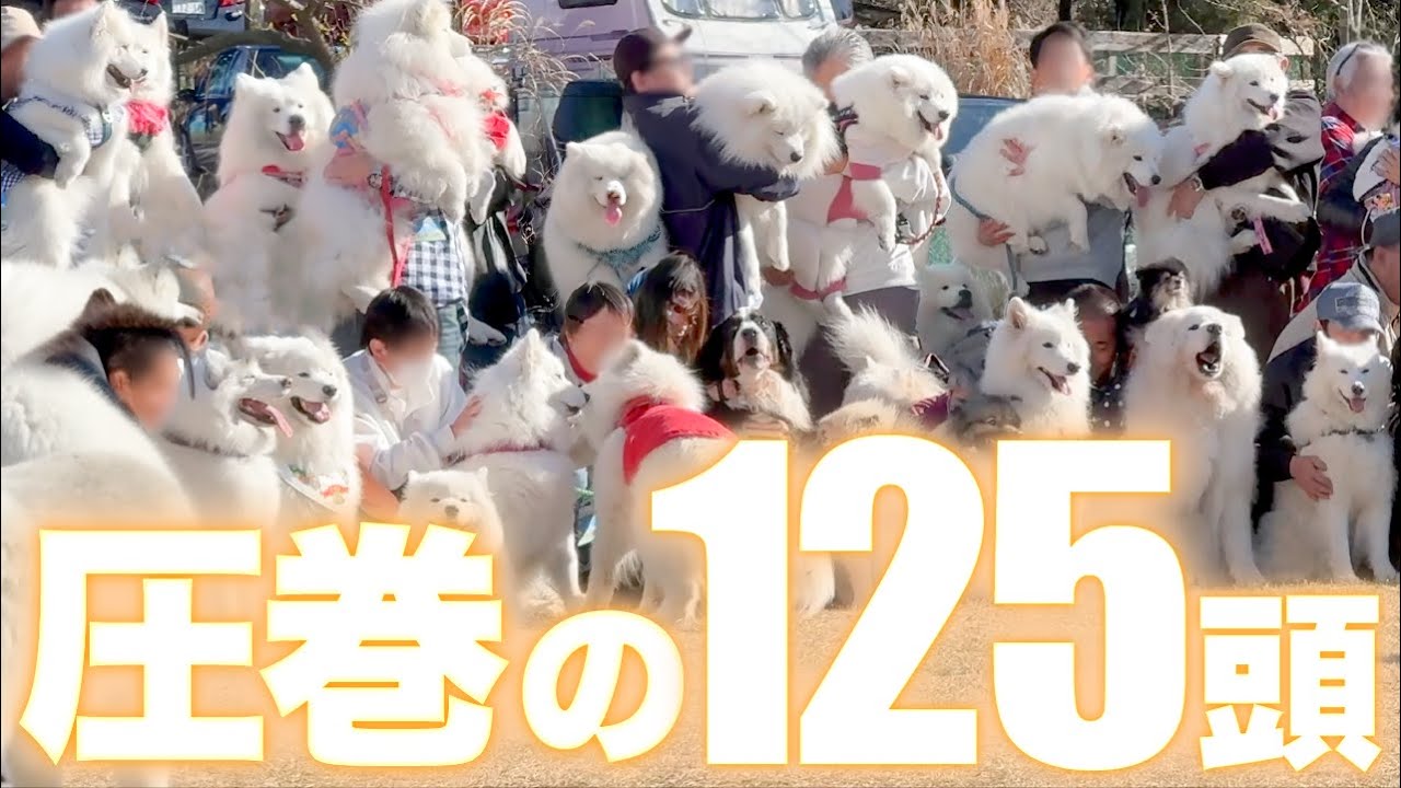 日本最大級のサモエド会に参加したらモフモフ過ぎる天国が広がっていました…！！