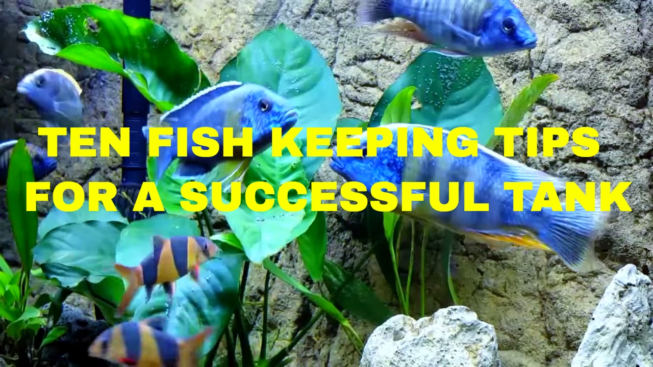 10 Fish Keeping Tips!
